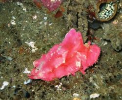 
Pink Paper Fish taken on Reef at Sodwana Bay with Olymp... by Pam Love 